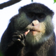 Mmmm, that’s some good bat (Image: Felix Angwella / Gombe Hybrid Monkey Project)